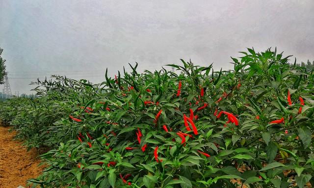 种辣椒撒把盐，病害躲着走，结的辣椒红又多！“土办法”真管用
