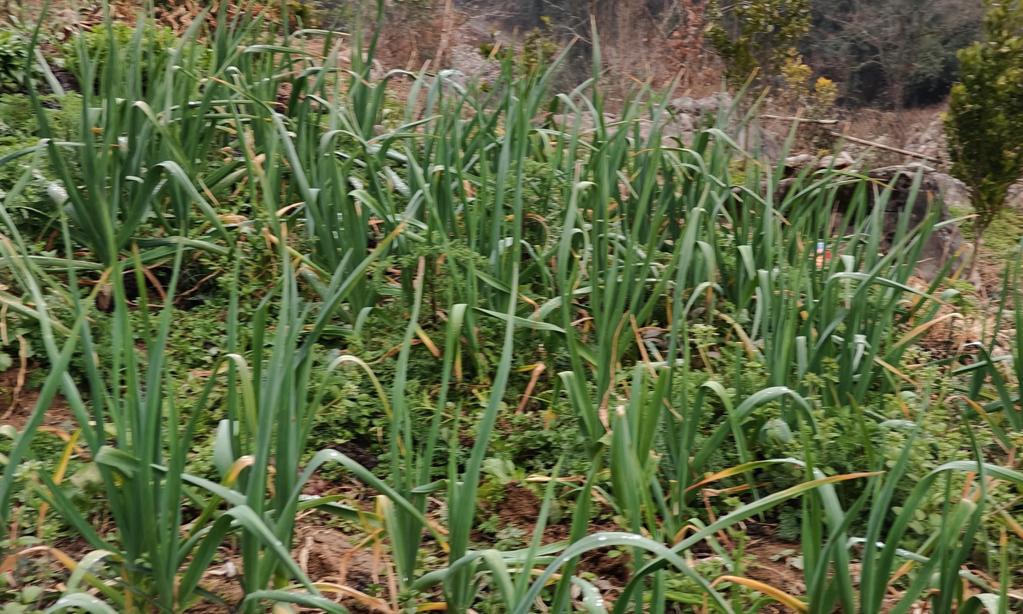 大蒜返青别再傻傻分不清，看准这3大信号，新手也能轻松掌握