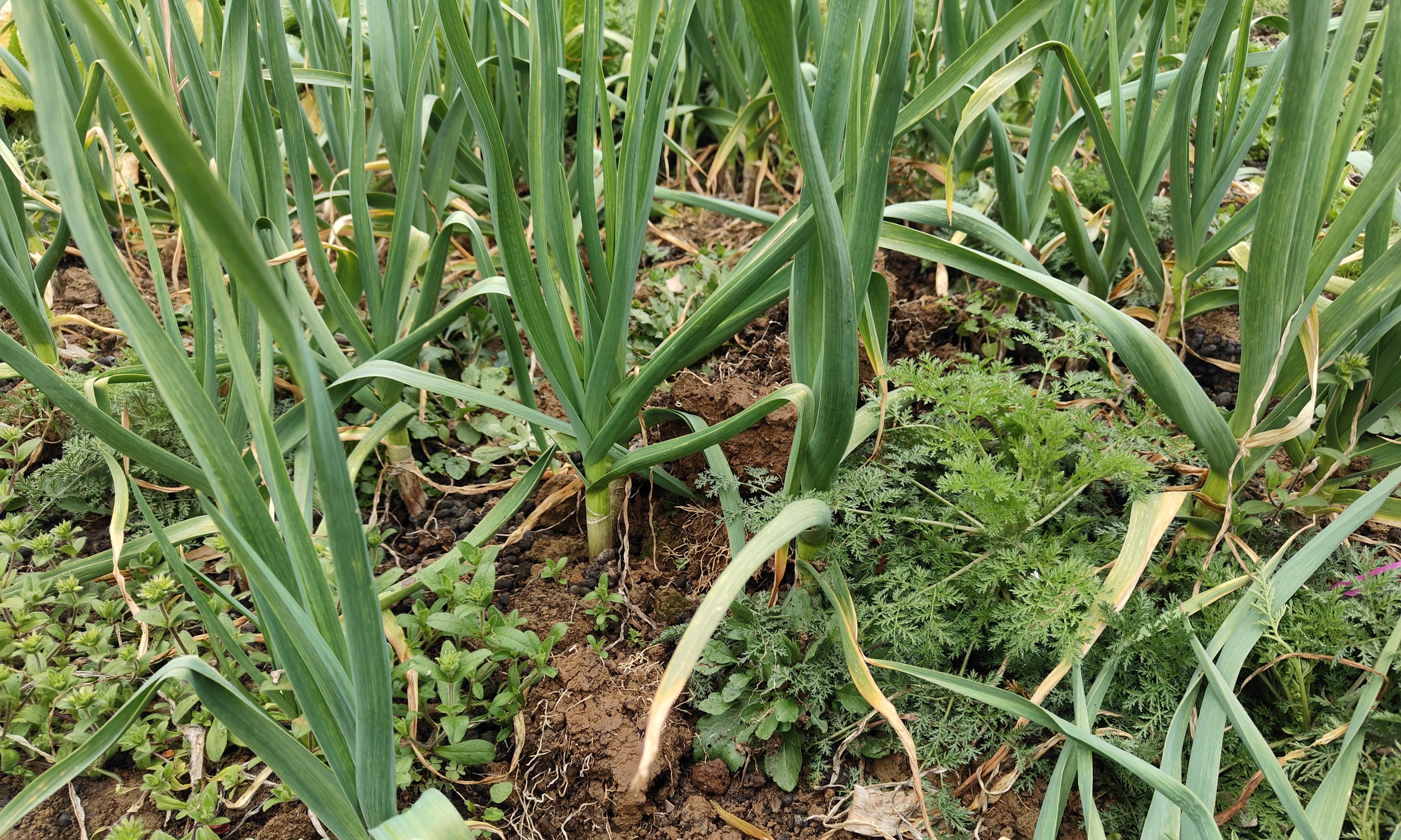 大蒜返青别再傻傻分不清，看准这3大信号，新手也能轻松掌握