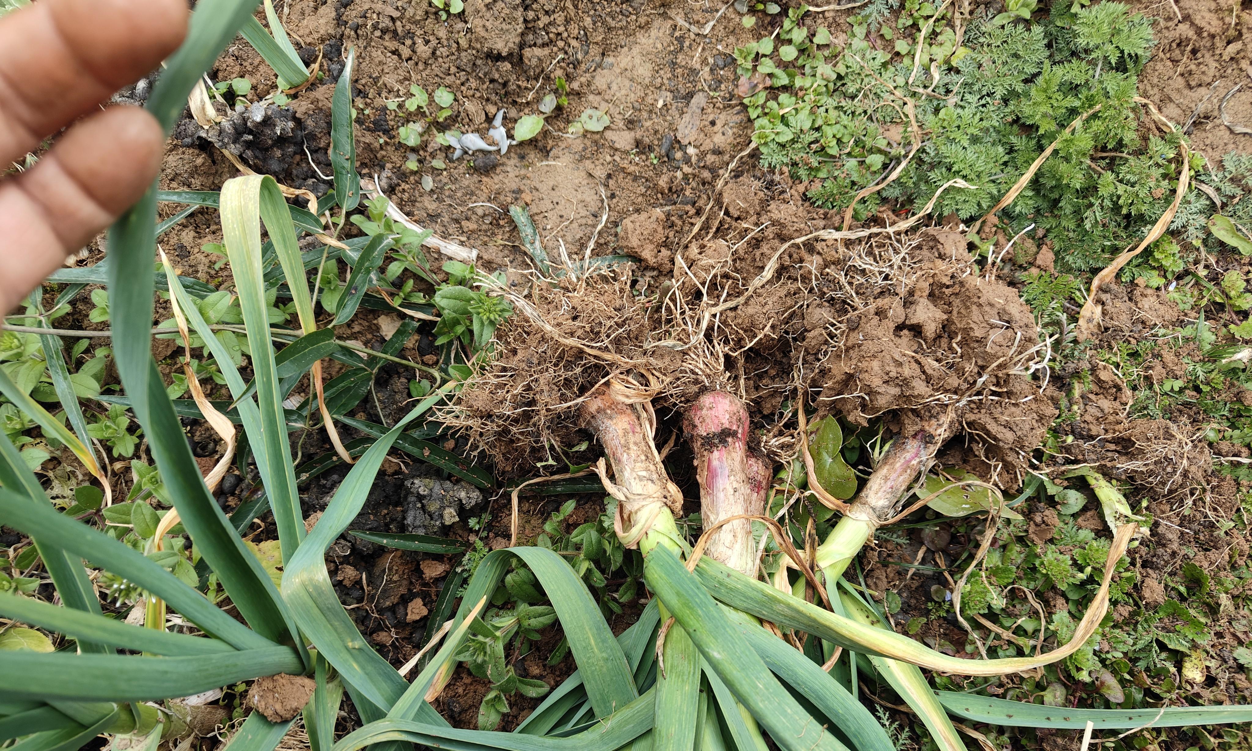 大蒜返青别再傻傻分不清，看准这3大信号，新手也能轻松掌握