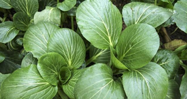 春节后盆栽蔬菜后不用费心管，浇水就长，新手也能种出满满一盆