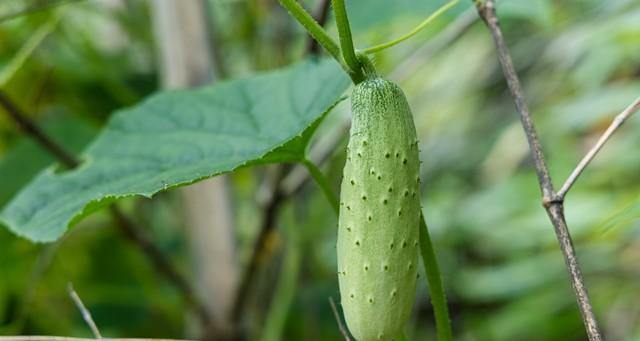 黄瓜不施肥打药，照样结满架！菜农的“生态招”，2样东西就够了