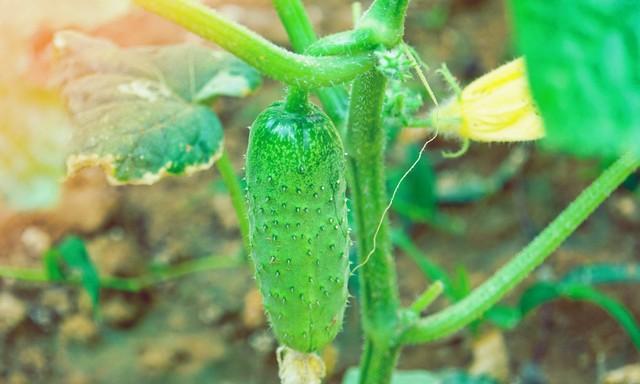 黄瓜不施肥打药，照样结满架！菜农的“生态招”，2样东西就够了