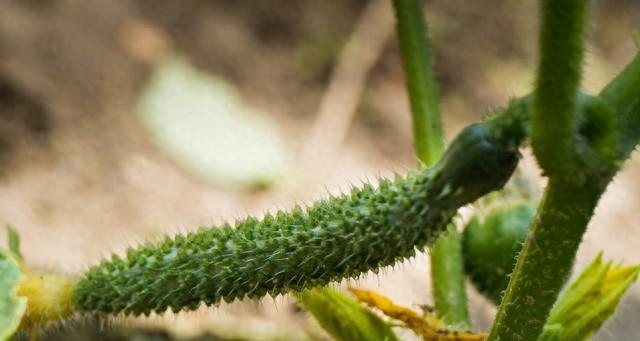 黄瓜不施肥打药，照样结满架！菜农的“生态招”，2样东西就够了