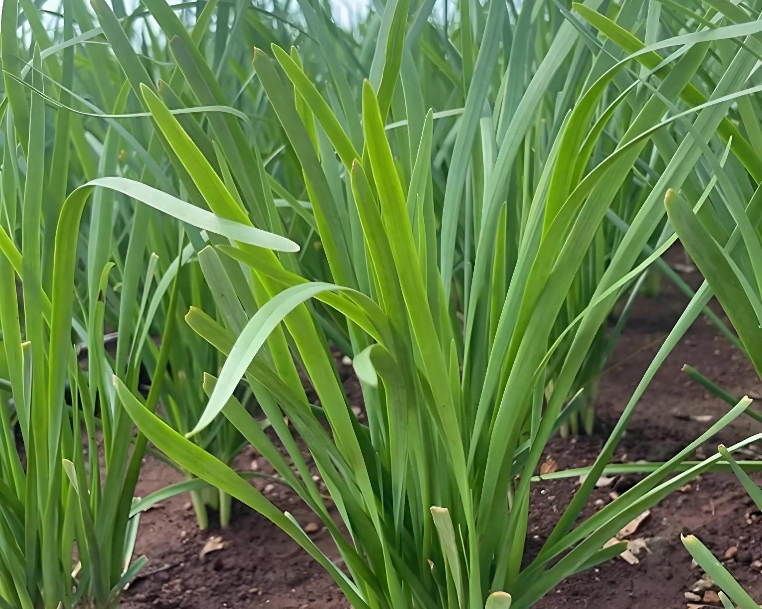 韭菜上什么肥长的又黑又粗壮？老农教你3招，叶子宽厚像皮带！