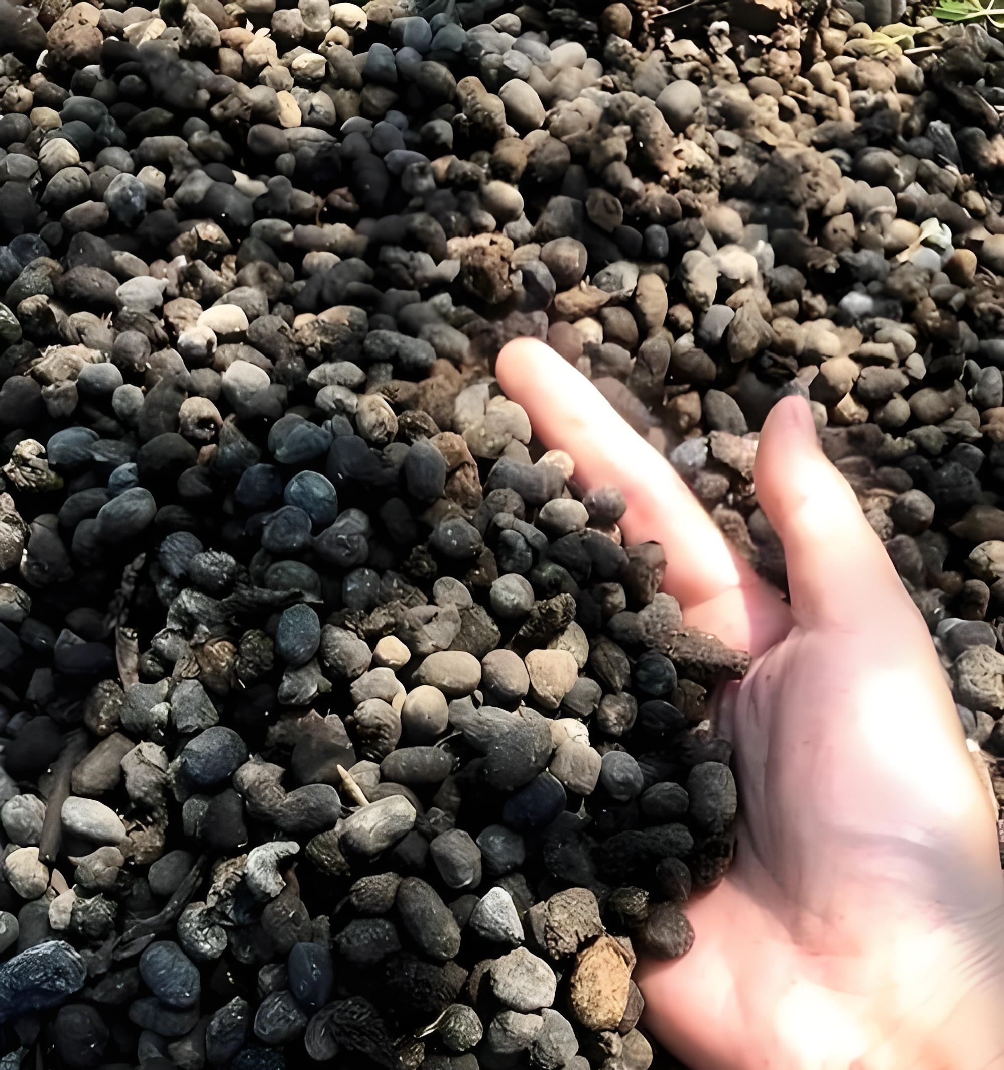 韭菜上什么肥长的又黑又粗壮？老农教你3招，叶子宽厚像皮带！