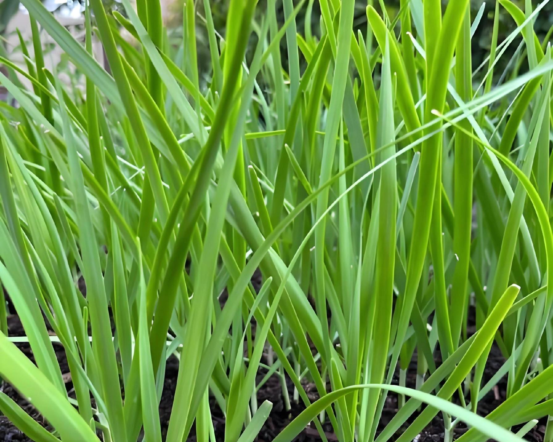 韭菜上什么肥长的又黑又粗壮？老农教你3招，叶子宽厚像皮带！