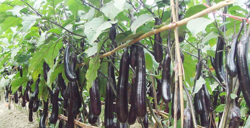 春天不管种植还是移栽，这些作物千万别着急，太着急保准就吃亏