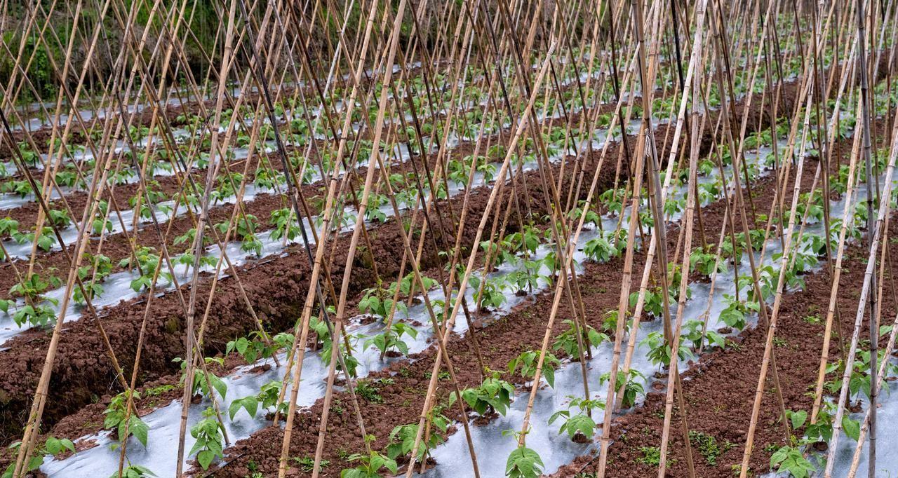 春天不管种植还是移栽，这些作物千万别着急，太着急保准就吃亏