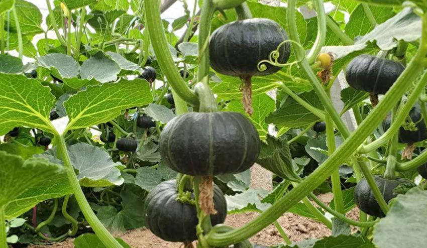 春天不管种植还是移栽，这些作物千万别着急，太着急保准就吃亏