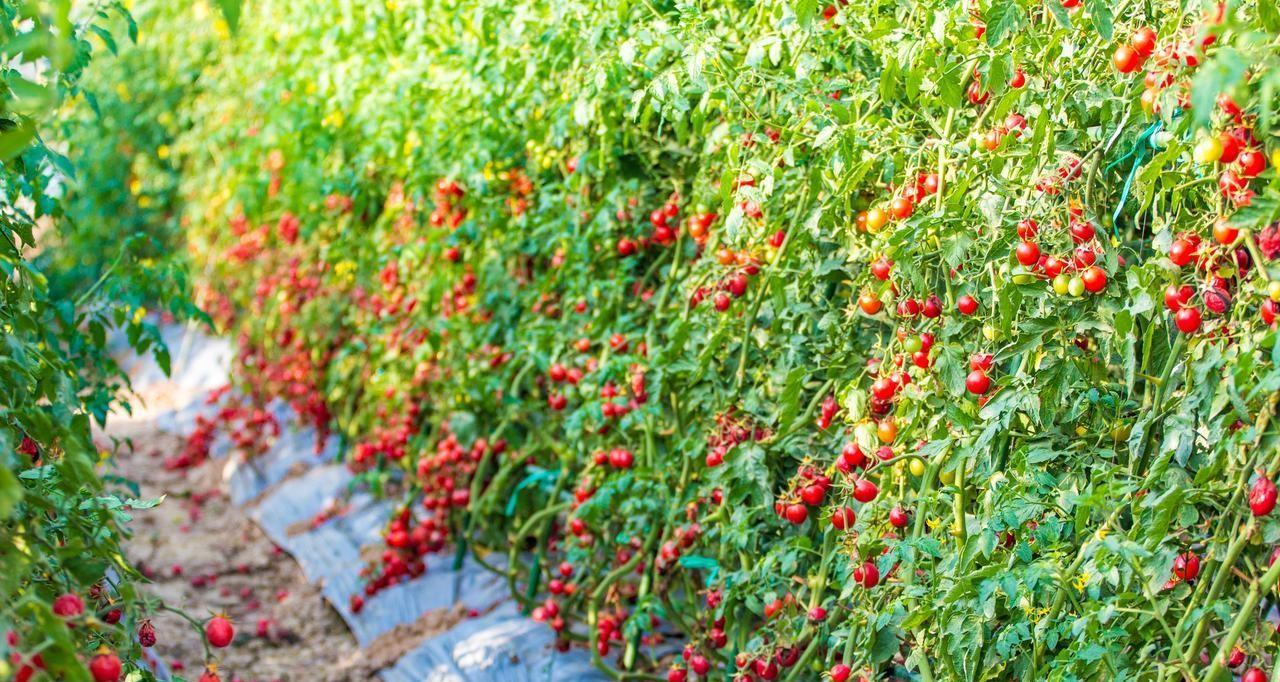 春天不管种植还是移栽，这些作物千万别着急，太着急保准就吃亏