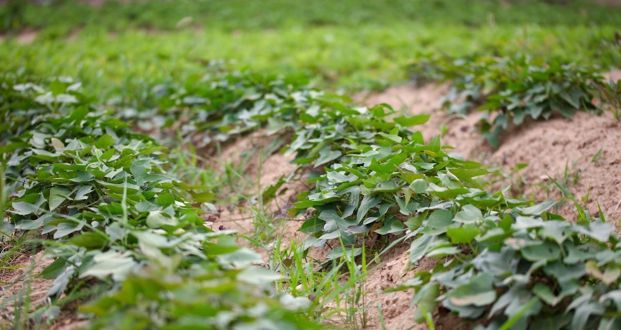 春天不管种植还是移栽，这些作物千万别着急，太着急保准就吃亏