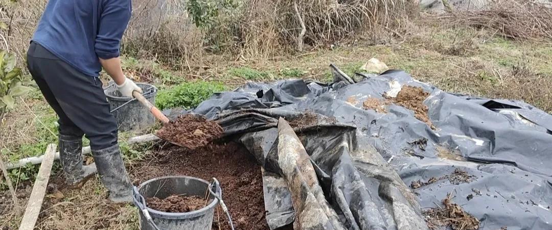 别再花钱买营养土了！身边这些免费材料拌一拌，比买的还好用