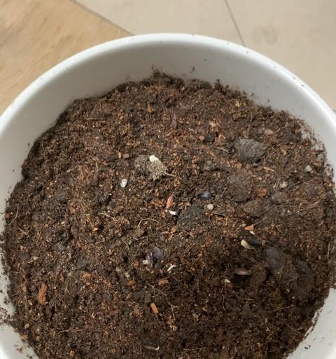 别再花钱买营养土了！身边这些免费材料拌一拌，比买的还好用