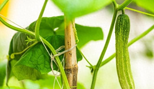 老菜农三月必种的5样菜！顺应时节长得快，错过再等一年