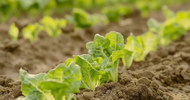 老菜农三月必种的5样菜！顺应时节长得快，错过再等一年