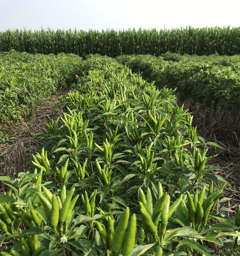 老菜农三月必种的5样菜！顺应时节长得快，错过再等一年