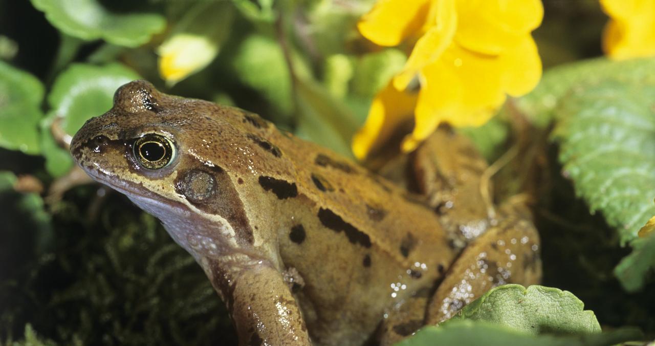 明日正月十四，别忘“守财神”，牢记：1送，2放，3不灭，4要吃