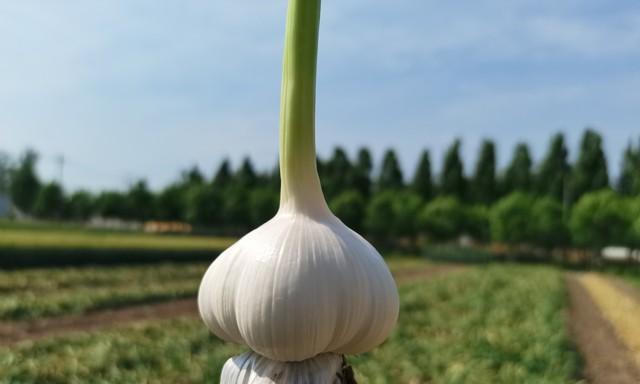 大蒜地里撒把盐，老蒜农：这招防地蛆、抑病菌，蒜头白净又饱满