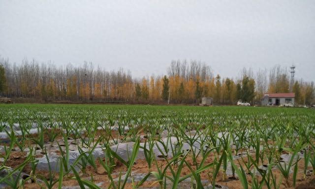 大蒜地里撒把盐，老蒜农：这招防地蛆、抑病菌，蒜头白净又饱满