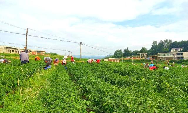 种辣椒撒盐你知道吗？