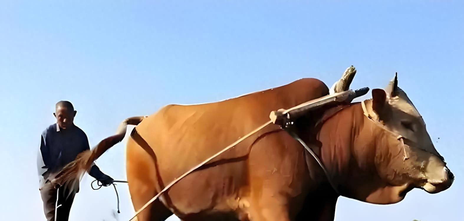 九九加一九，耕牛遍地走！河北老乡，地里该种啥？这3种最赚钱！