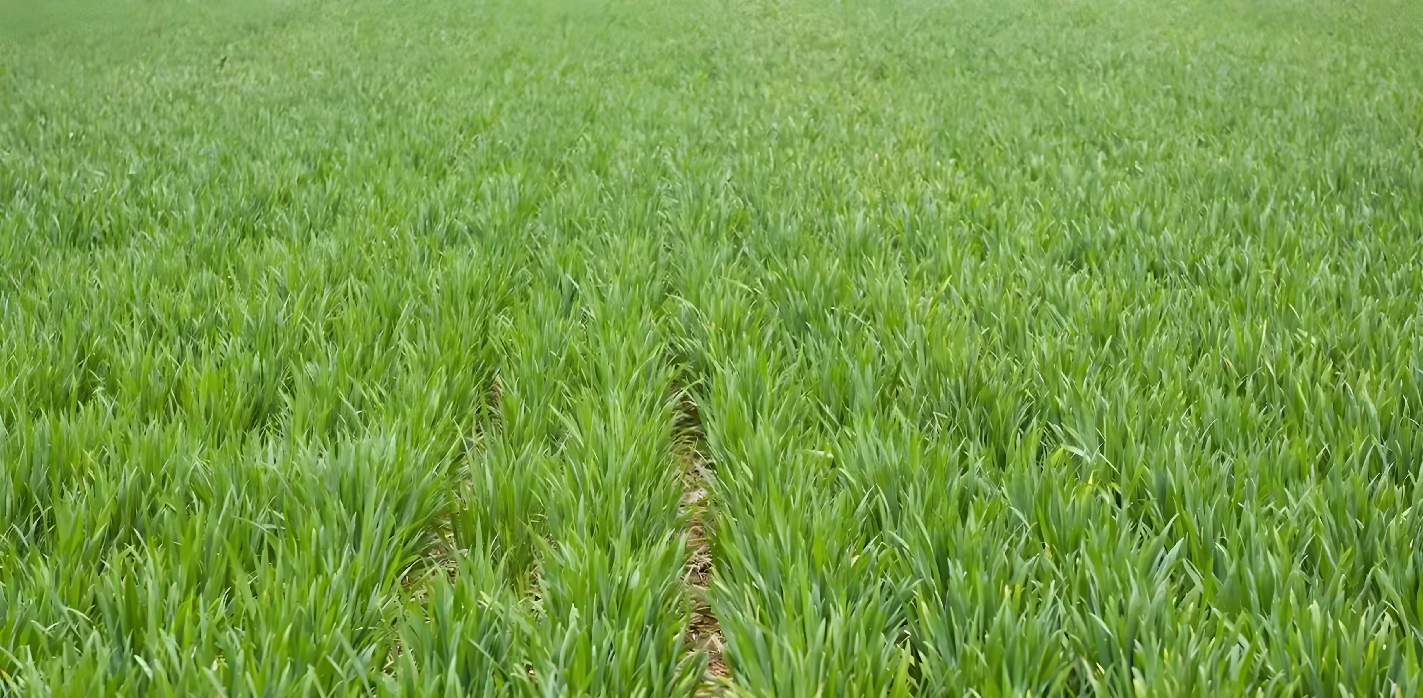 九九加一九，耕牛遍地走！河北老乡，地里该种啥？这3种最赚钱！