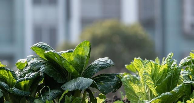 种菜，是远离浮躁，找回自我最好的方式，没有之一