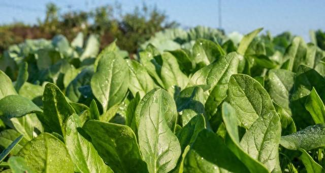 阳历3月种植育苗的蔬菜你知道吗？