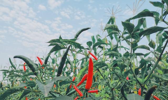 阳历3月种植育苗的蔬菜你知道吗？