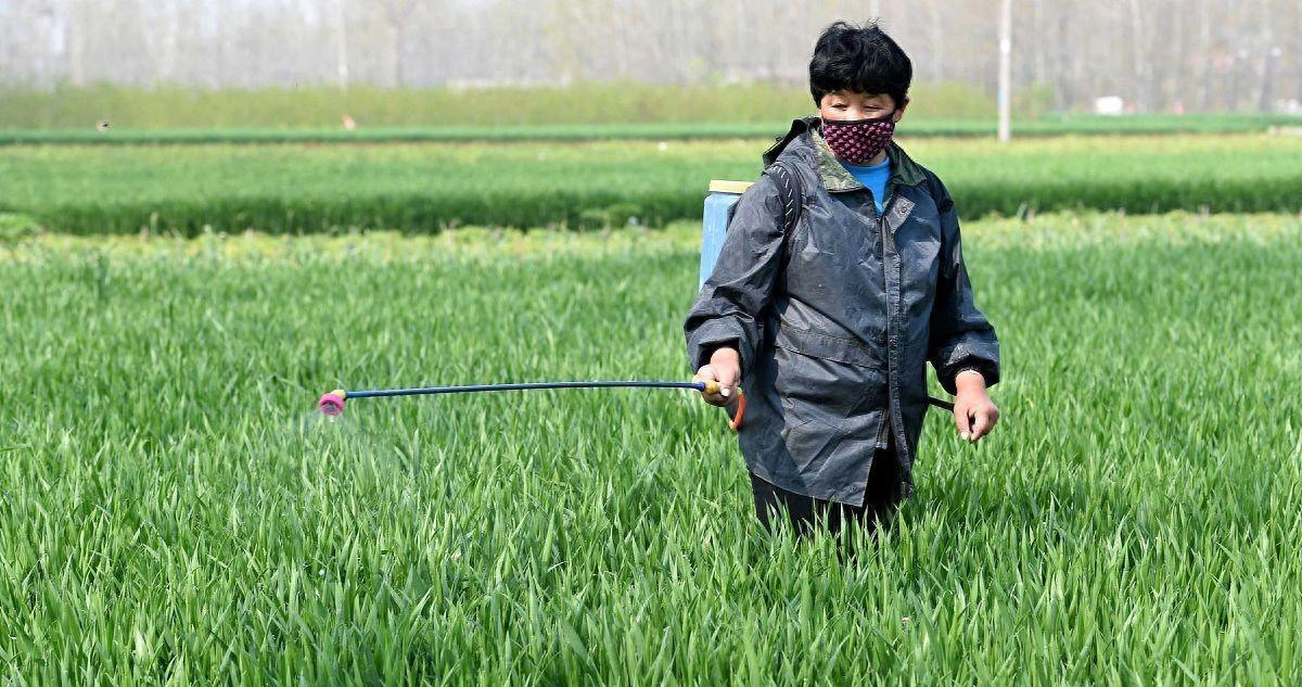 小麦要增产春天三喷是关键