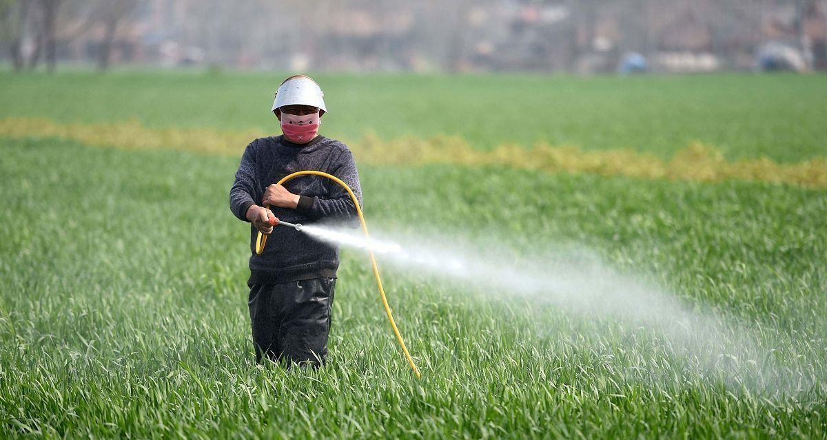 小麦要增产春天三喷是关键