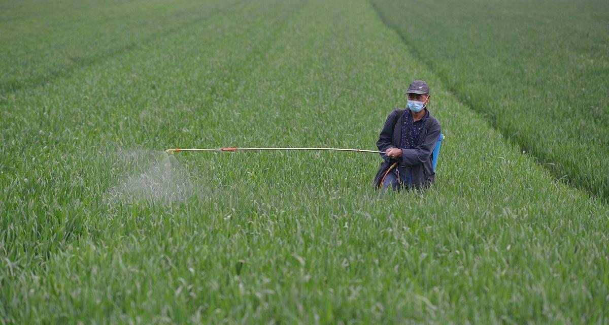 小麦要增产春天三喷是关键
