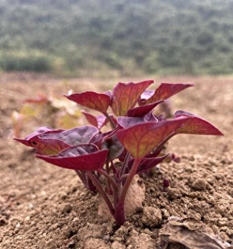 红薯育苗最怕什么？不是低温，是这5个致命错误，现在改还来得及