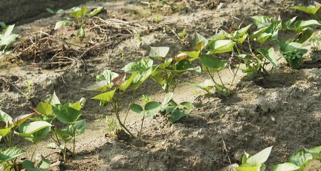 红薯育苗最怕什么？不是低温，是这5个致命错误，现在改还来得及