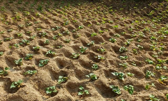 红薯育苗最怕什么？不是低温，是这5个致命错误，现在改还来得及