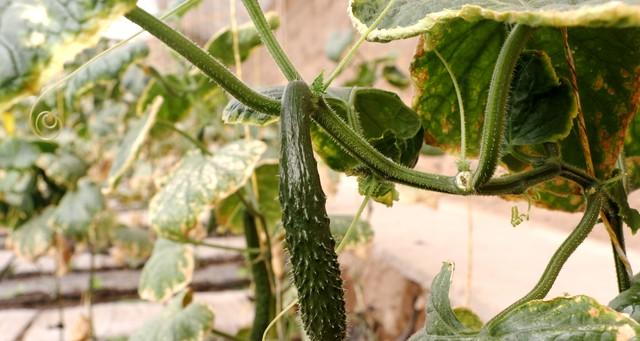 种黄瓜最关键的落蔓技术，学会了黄瓜能长一层楼高，结果不断档！