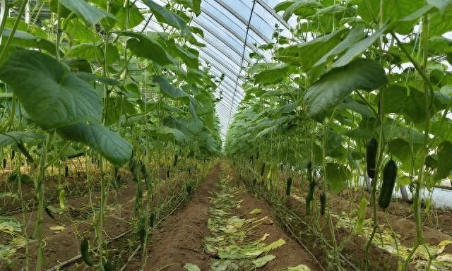 种黄瓜最关键的落蔓技术，学会了黄瓜能长一层楼高，结果不断档！