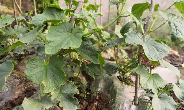 种黄瓜最关键的落蔓技术，学会了黄瓜能长一层楼高，结果不断档！