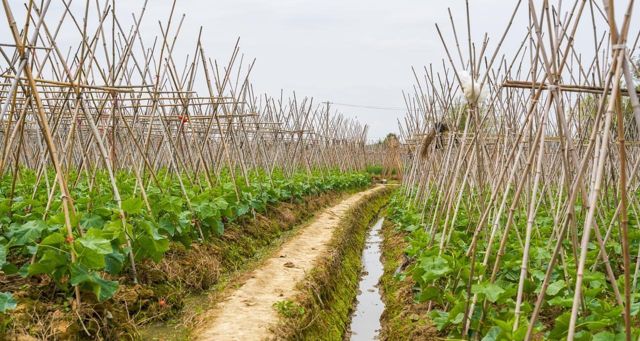有机肥种植蔬菜的五大作用，多数人并不知道，看后终于明白了