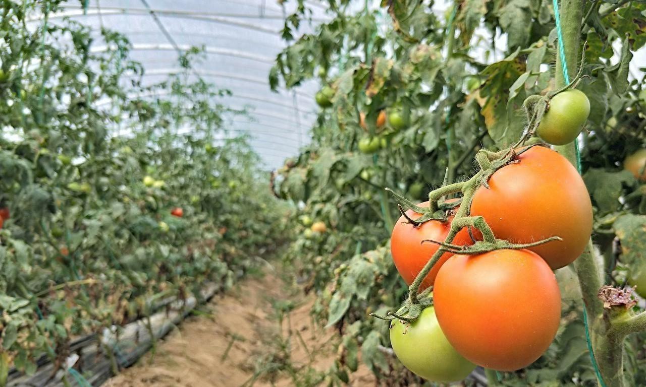 有机肥种植蔬菜的五大作用，多数人并不知道，看后终于明白了