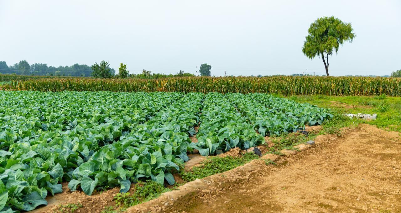 有机肥种植蔬菜的五大作用，多数人并不知道，看后终于明白了