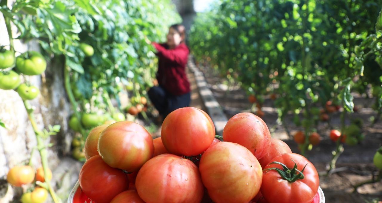 有机肥种植蔬菜的五大作用，多数人并不知道，看后终于明白了
