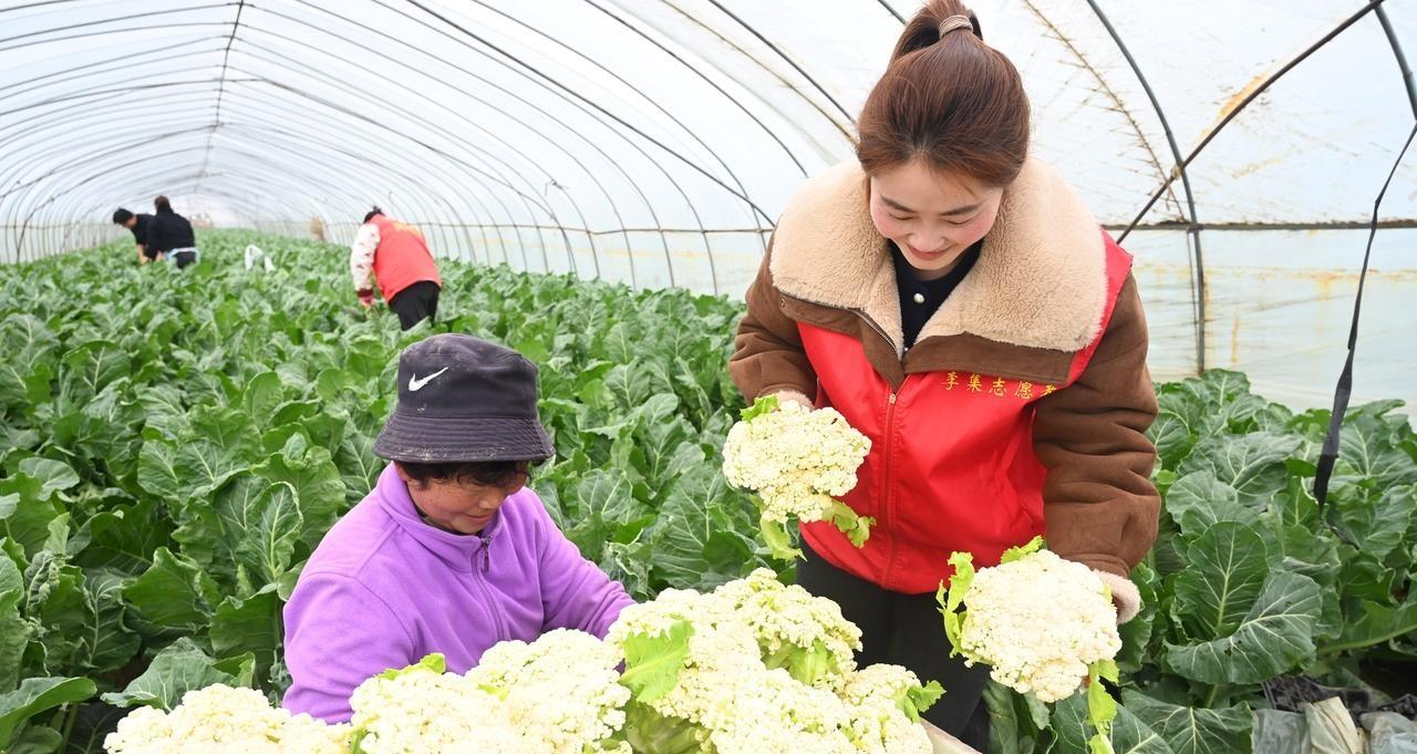 有机肥种植蔬菜的五大作用，多数人并不知道，看后终于明白了
