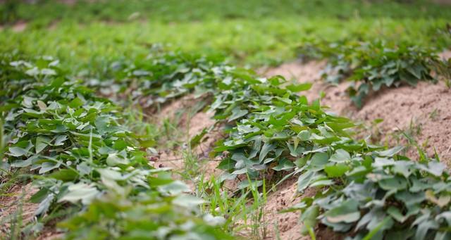 清明前后，种瓜点豆！红薯育苗正当时，掌握零成本秘诀，别错过！
