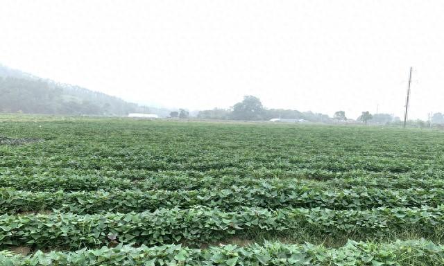 清明前后，种瓜点豆！红薯育苗正当时，掌握零成本秘诀，别错过！