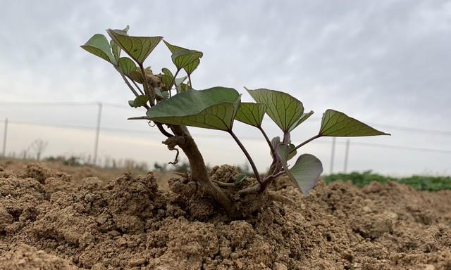 清明前后，种瓜点豆！红薯育苗正当时，掌握零成本秘诀，别错过！