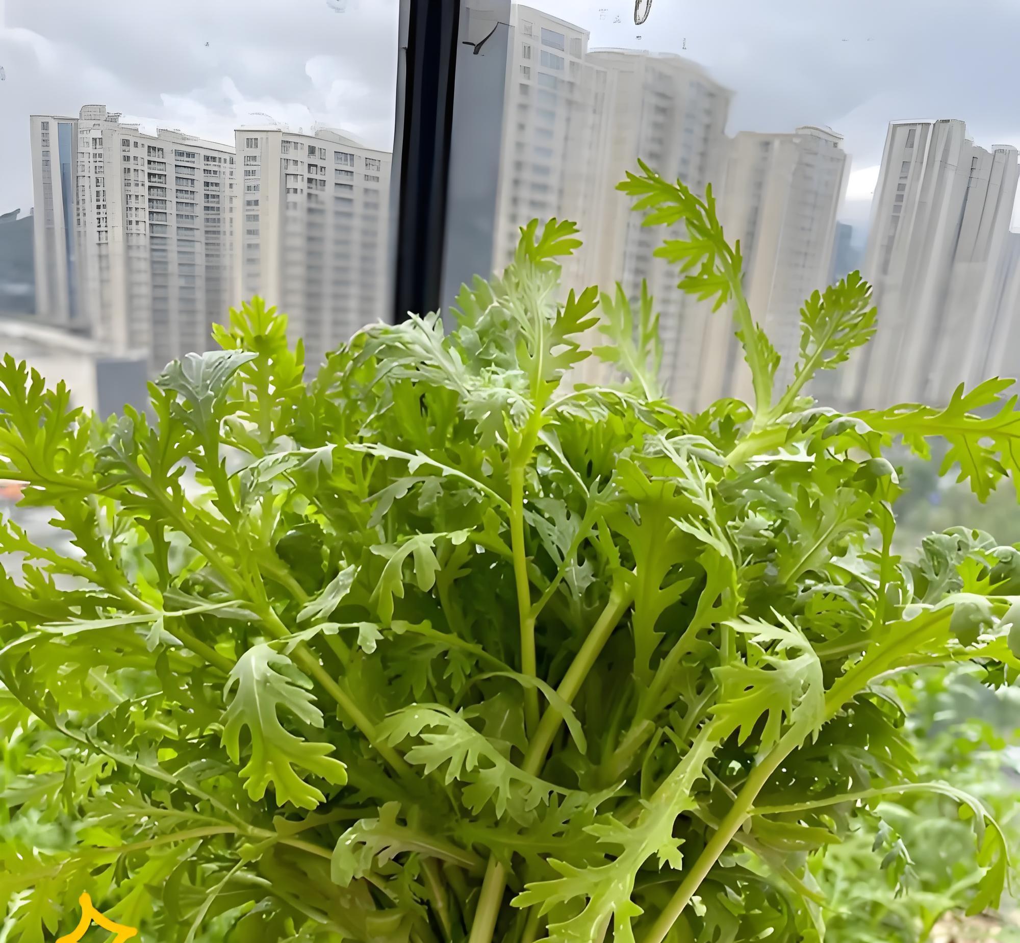 惊蛰地气通，这7种菜抓紧种！错过再等一年