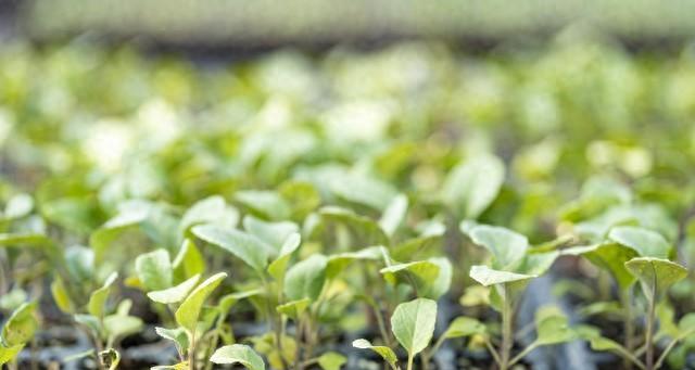 明日惊蛰，这6种春季蔬菜要开始种植了，错过少吃几茬