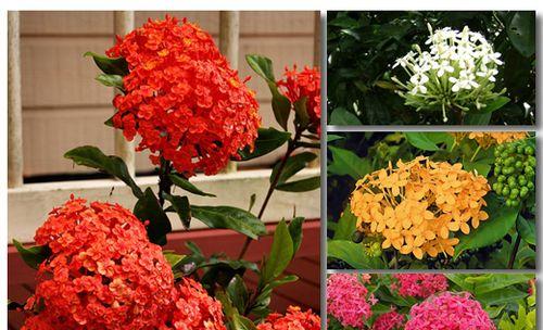 仙丹花（探寻仙丹花的花语与神话传说）